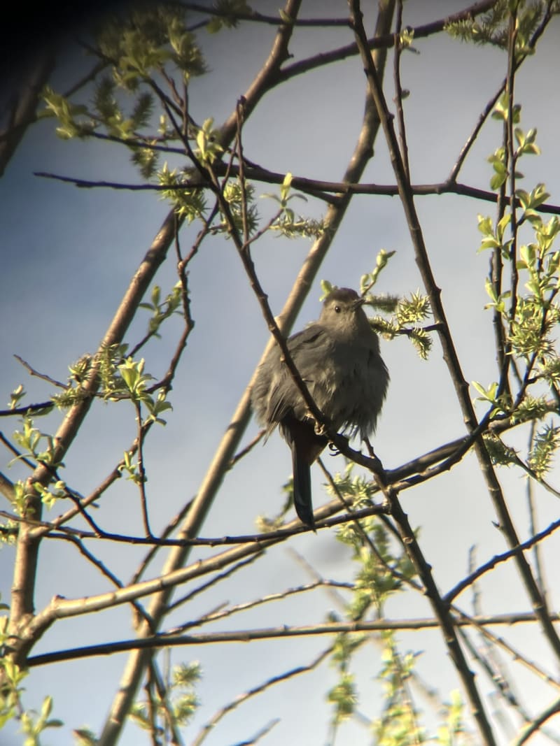Gray Catbird