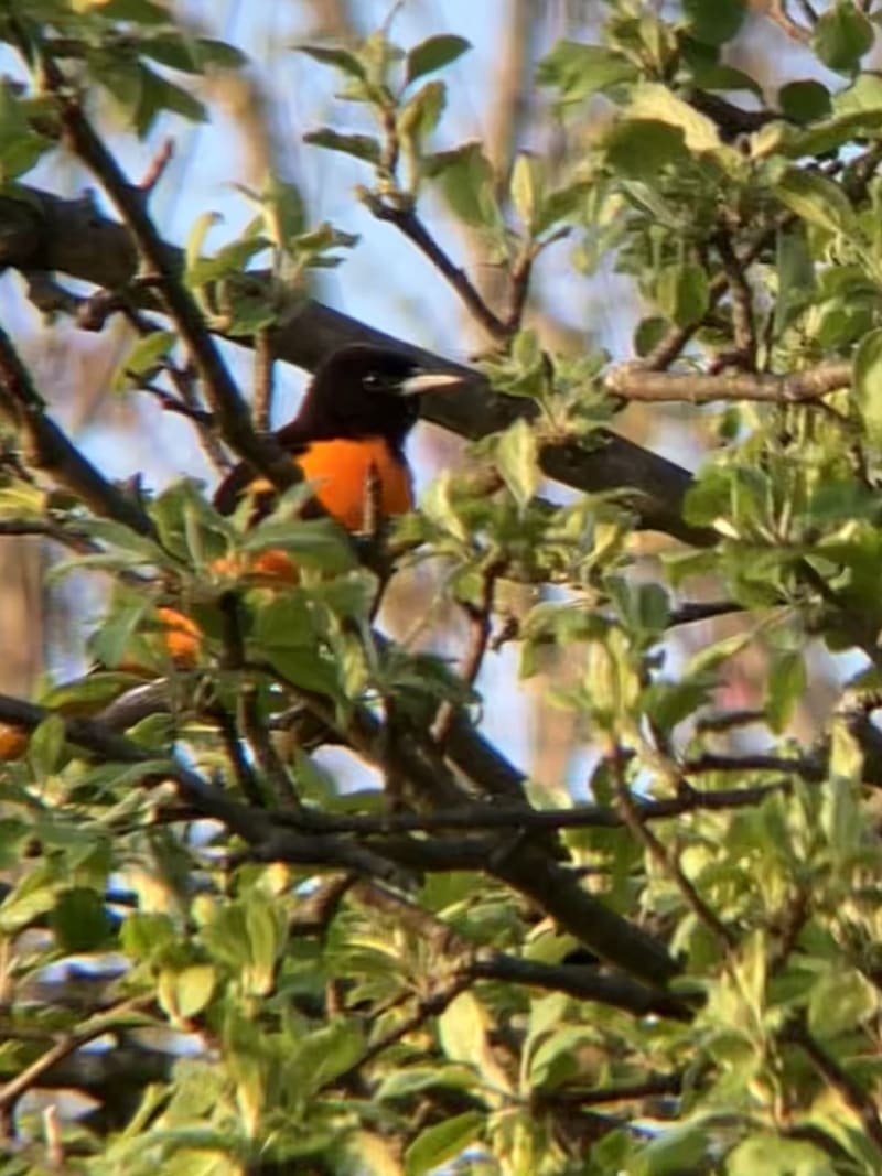 Baltimore Oriole