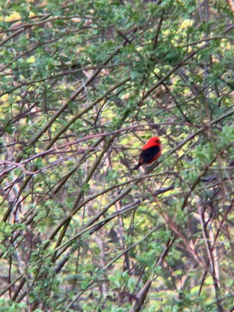 Scarlet Tanager