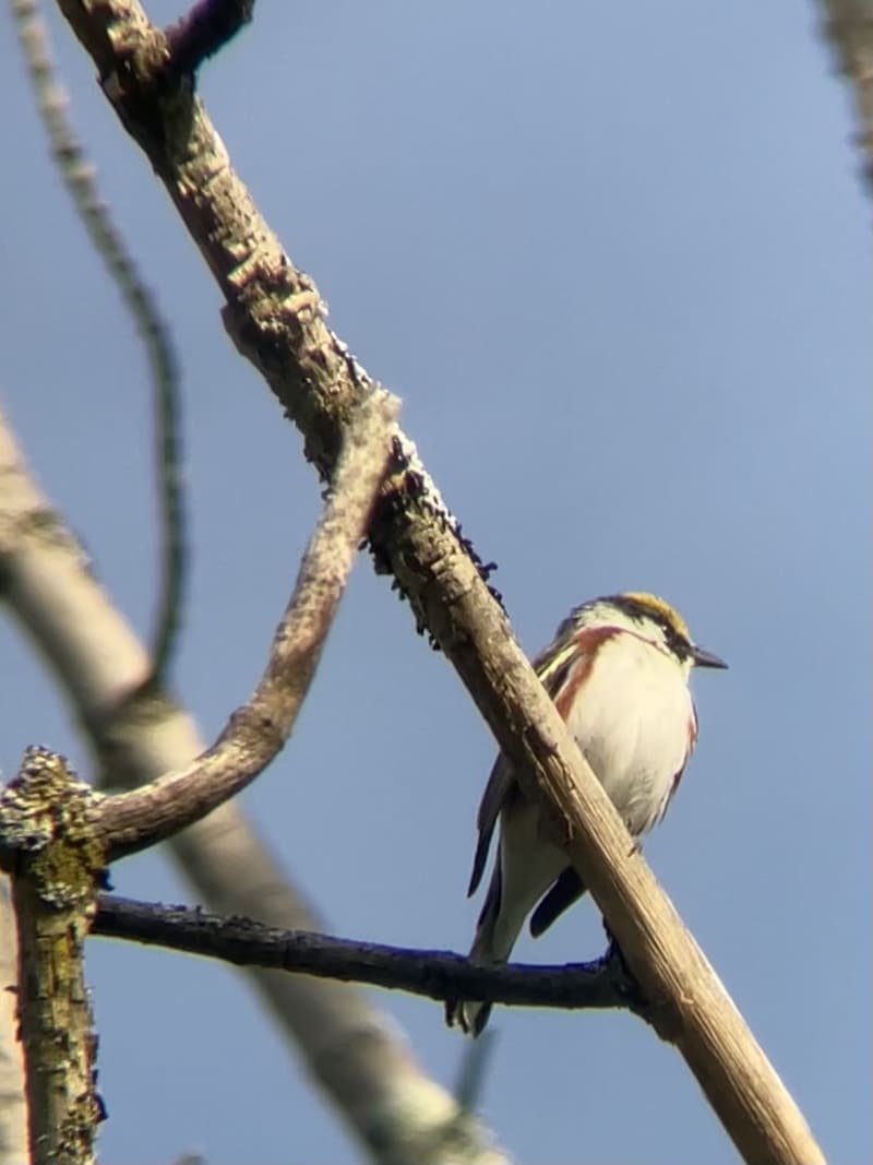 Chestnut-sided Warbler