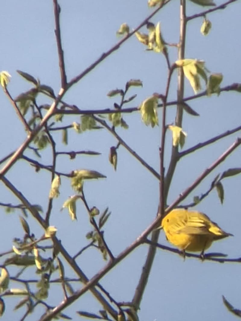 Yellow Warbler