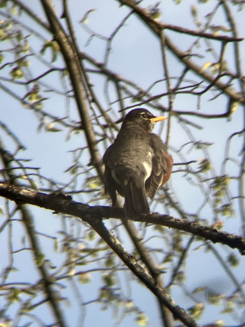 American Robin