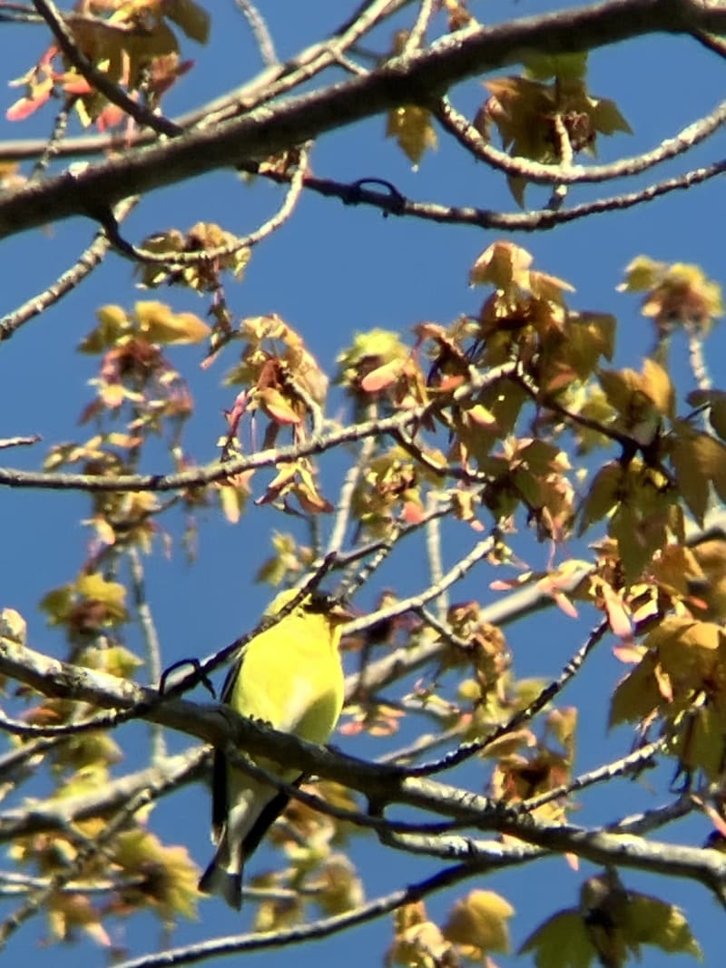 American Goldfinch