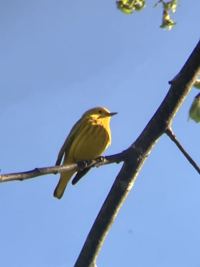 Yellow Warbler