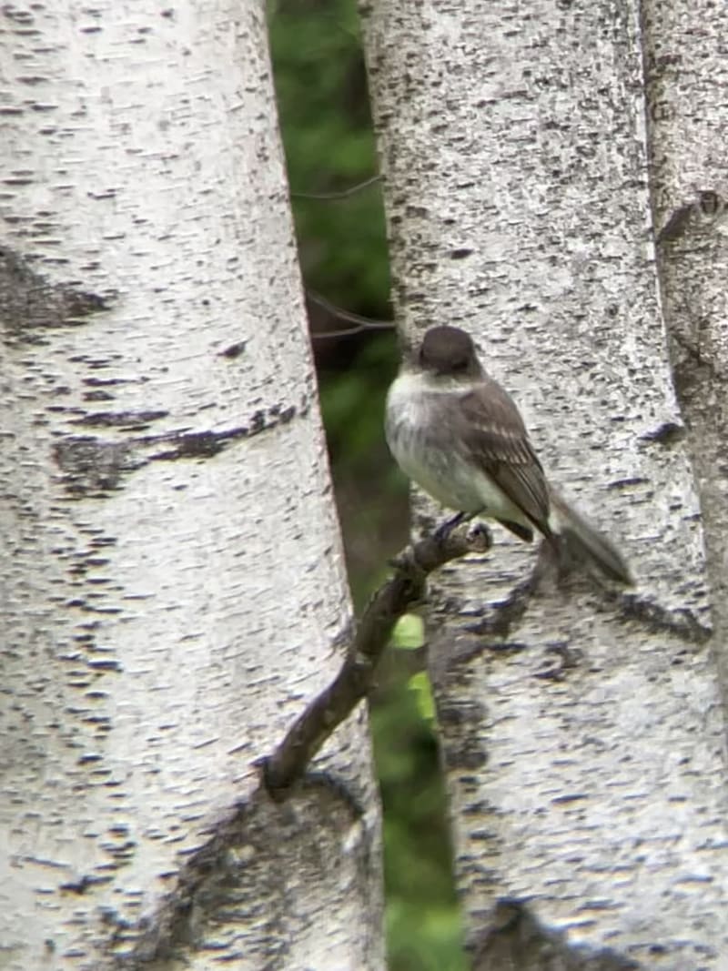 Eastern Phoebe
