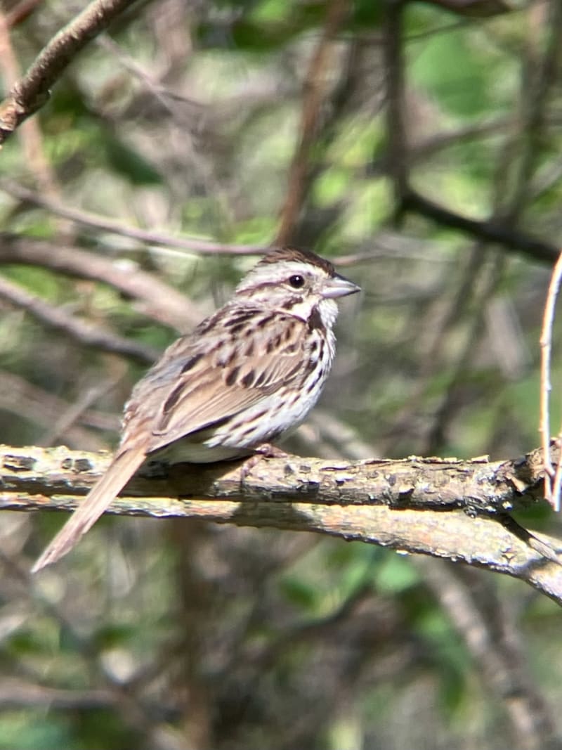 Song Sparrow