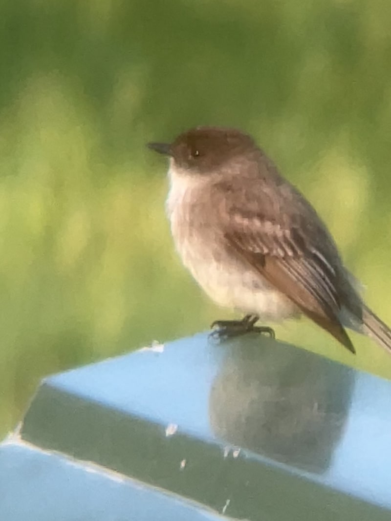 Eastern Phoebe
