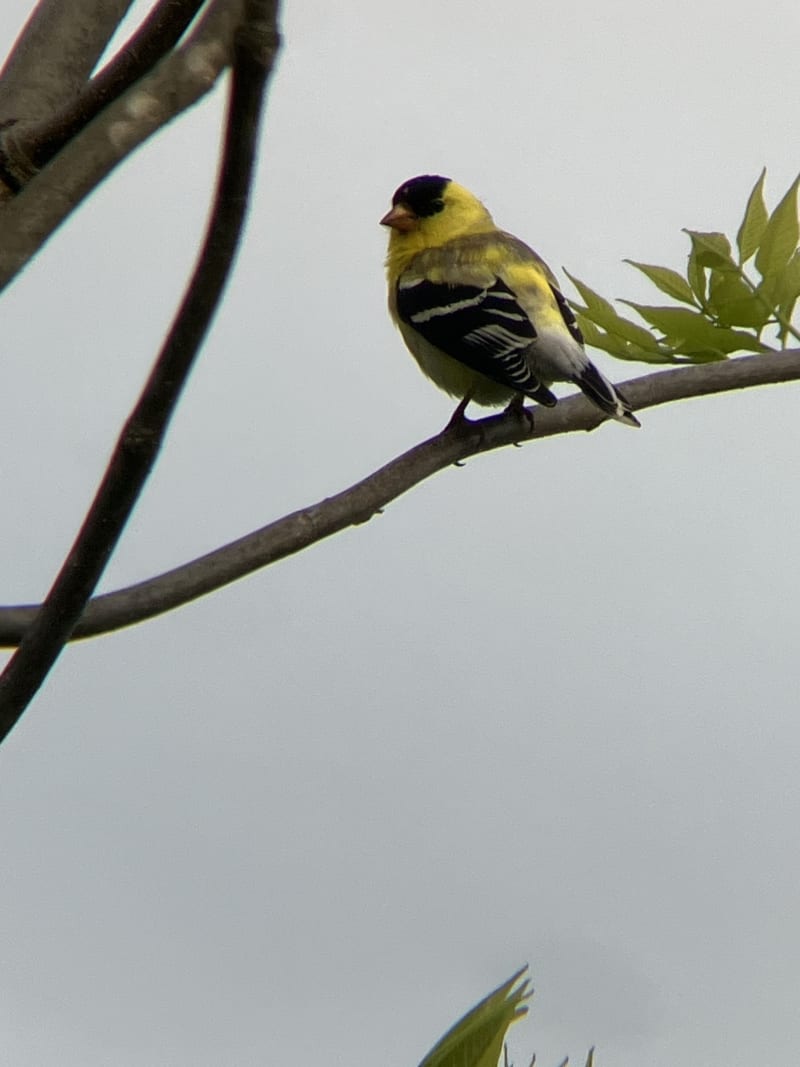 American Goldfinch