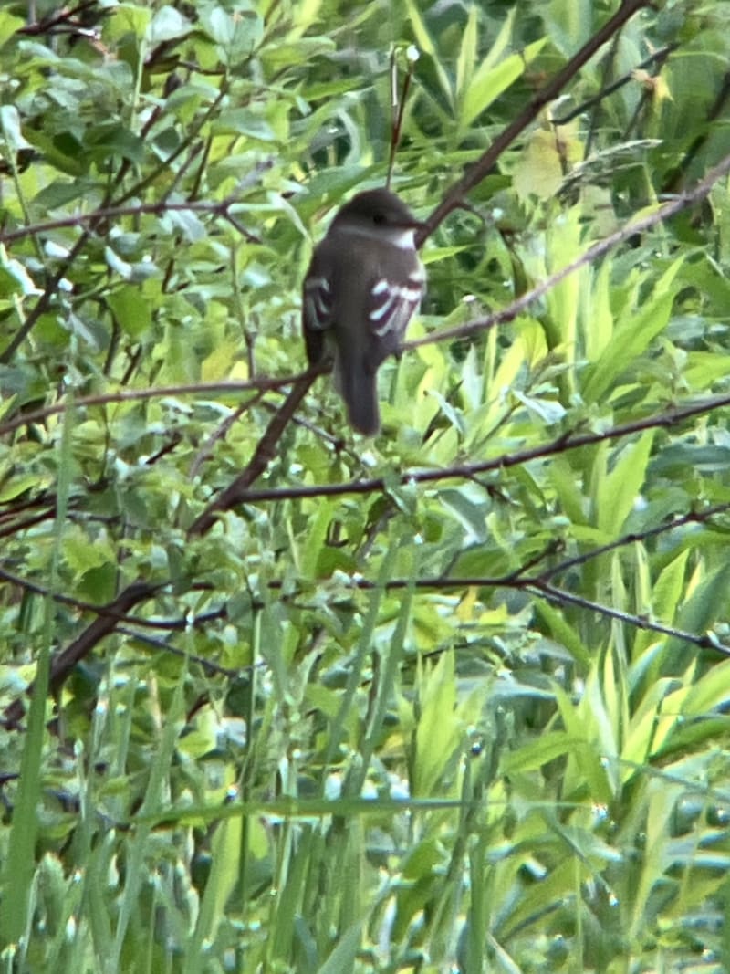 Alder Flycatcher