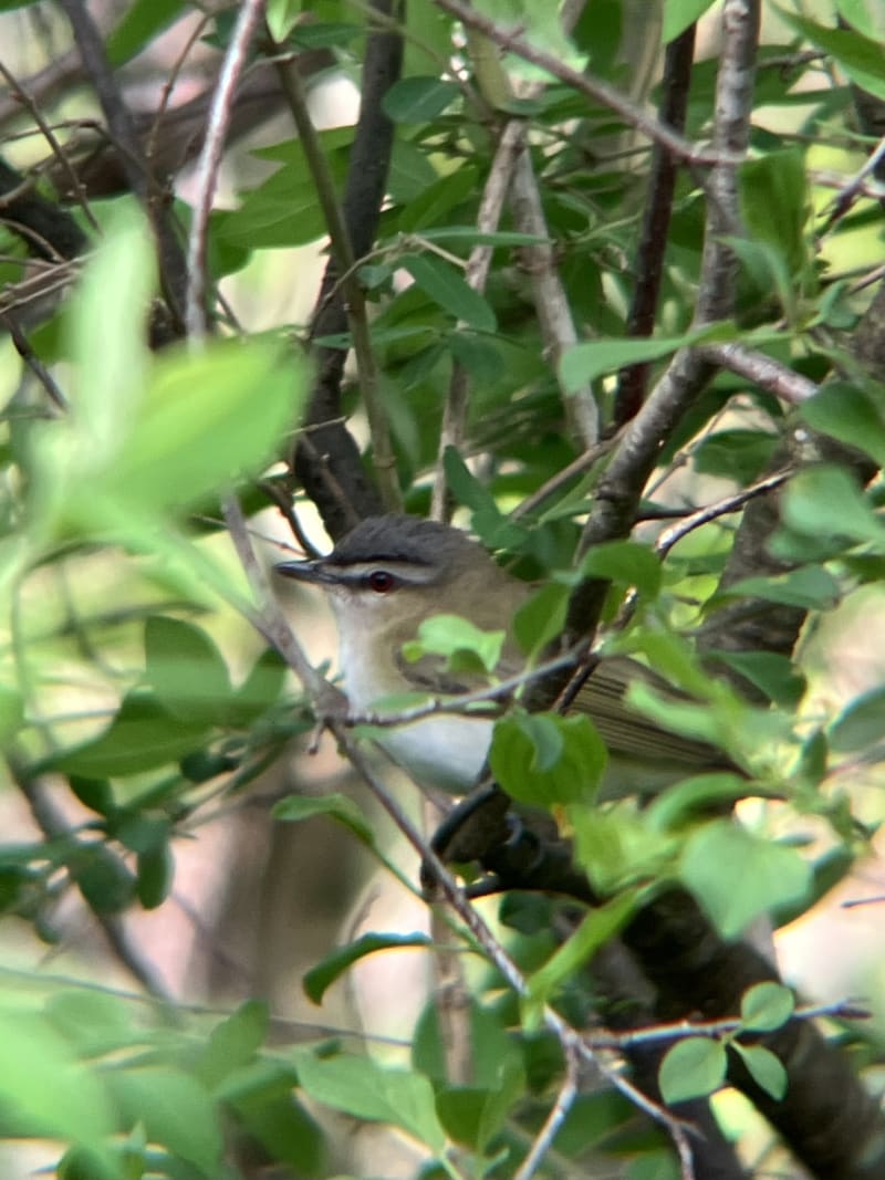 Red-eyed Vireo