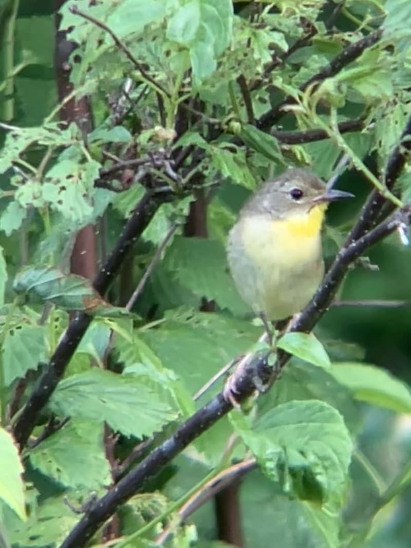 Common Yellowthroat