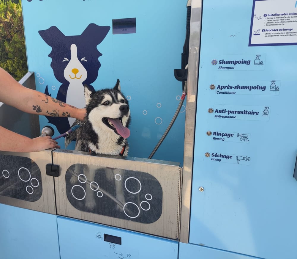 Station de toilettage pour chien