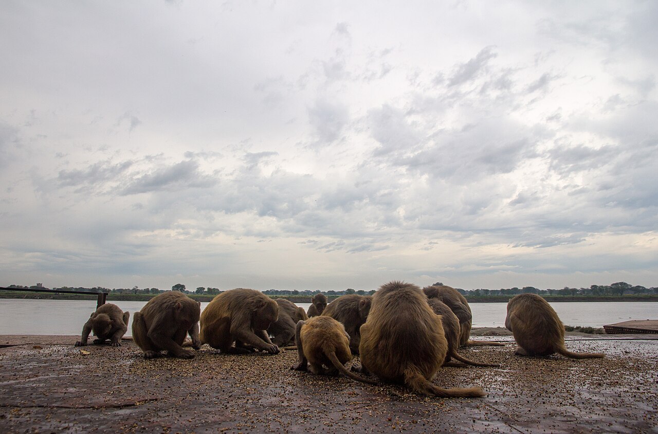 Monkeys beside the Yamuna at Keshi Ghat