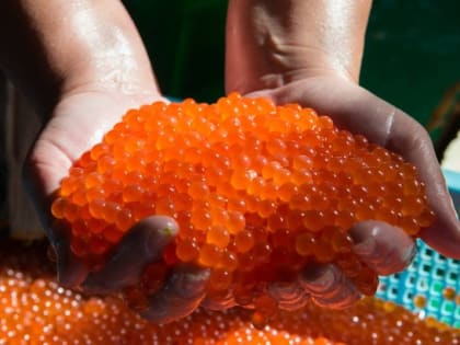 Дело камчатского "икорного короля" отправлено в елизовский суд