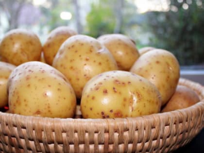 В Хабаровском крае вдвое выросли объемы производства картофеля