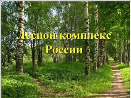 Законность заключения договоров аренды лесных участков для заготовки древесины проверят во всех субъектах РФ