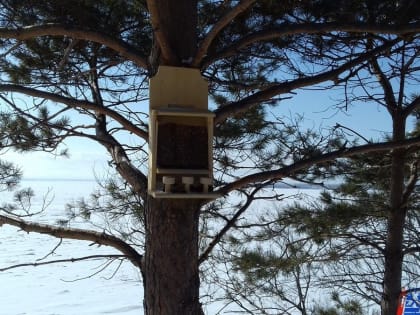 Облачно и без осадков в среду в Хабаровске