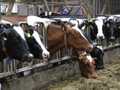 Хабаровскому бизнесу предлагают развивать молочное производство