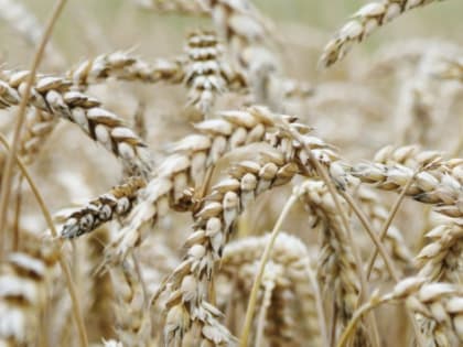 В Хабаровском крае сельское хозяйство получит мощное развитие