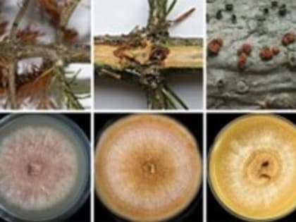 Итоги, перспективы и преимущества оценки фитосанитарного состояния методом секвенирования на базе отдела мониторинга состояния лесных генетических ресурсов ЦЗЛ Хабаровского края