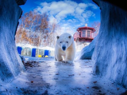В хабаровском зоосаде отметят День полярного медведя