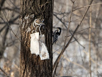Март приходит в Хабаровский край со снегом и морозами