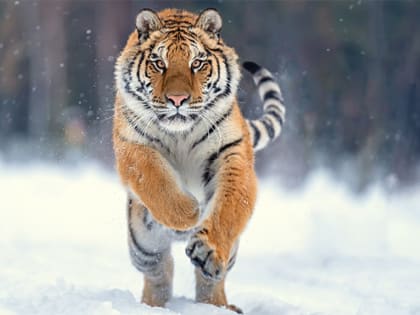 Рекомендации по поведению при встрече опасного хищника

Рекомендации по поведению при встрече опасного хищника