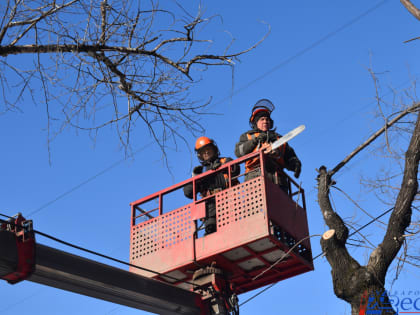 Около восьмисот старых тополей спилят в этом году в Хабаровске