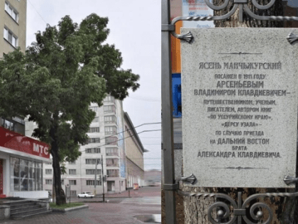 Голосуем за ясень Арсеньева!