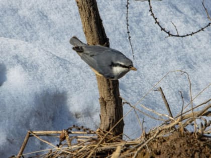 Весна в Хабаровский край идёт вопреки всем обстоятельствам