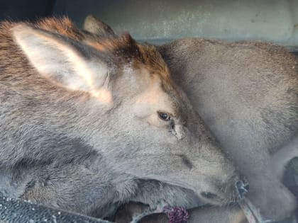 Хабаровские прихожане помогли в спасении раненой лосихи