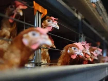 В Хабаровском крае возможен риск заноса гриппа перелётными птицами