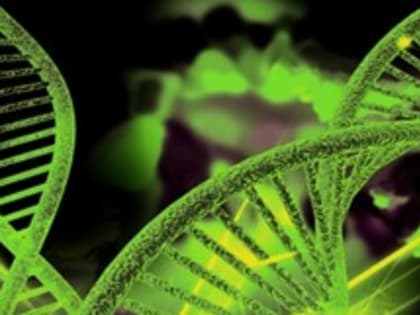 Исследование генотипов основных лесообразующих пород в режиме реального времени