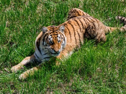 День тигра отмечают сегодня в Хабаровском крае