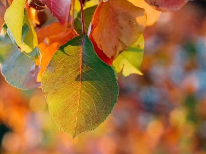 Хабаровск в предстоящие выходные ждёт прекрасная погода