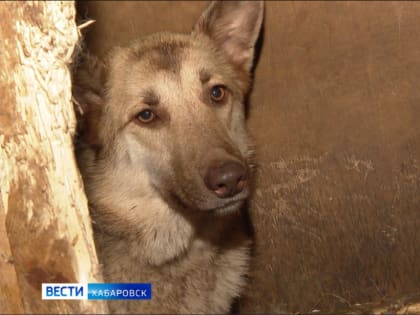 «Надеемся на любую помощь»: хабаровский приют для бездомных животных может остаться без помещения
