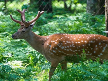 В Хабаровском крае создадут туристический объект с оленями