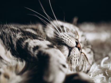 Пока вы спали: много 