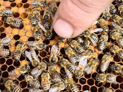 В Хабаровском крае займутся искусственным осеменением пчёл