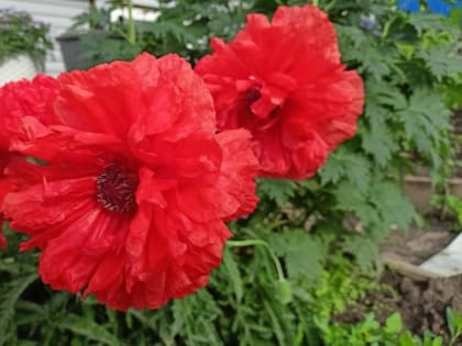 В Хабаровском крае ожидаются продолжительные дожди