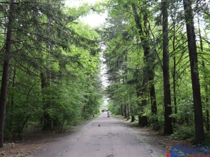 Озеленять дендрарий приглашают хабаровчан