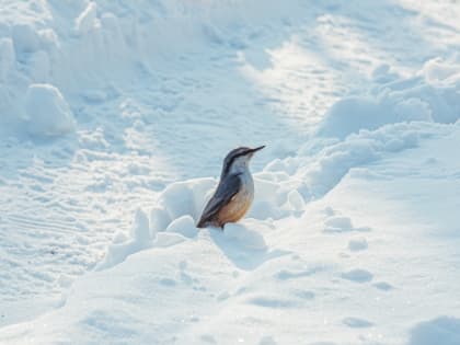 Рекордным теплом накрыло жителей Хабаровска