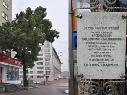 Хабаровский ясень вновь претендует на звание «Российское дерево года»