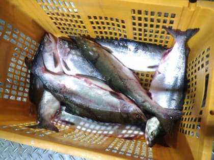 Квота на вылов кеты в Хабаровском крае установлена на уровне восьми тысяч тонн