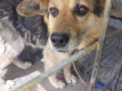 Медицинский блок заработает в хабаровском приюте для бездомных животных