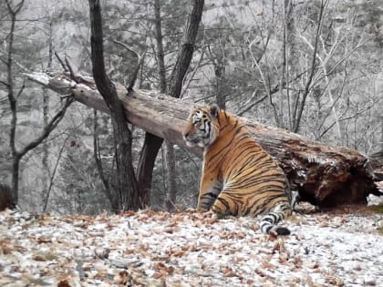 Рекомендации при встрече с тигром