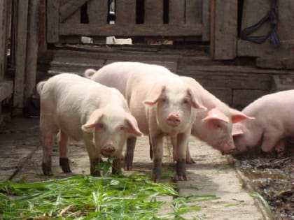 Вспышка африканской чумы