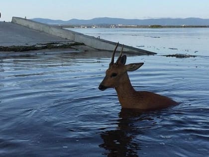 На строящуюся дамбу в Хабаровске приплыла дикая косуля