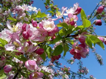 График работы соцучреждений изменится на майские праздники в Хабаровске