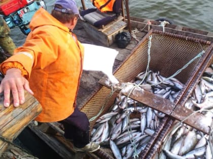 Хабаровский край вышел в лидеры по добыче горбуши
